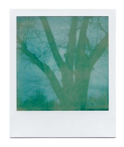 Winter Tree Over Exposure II