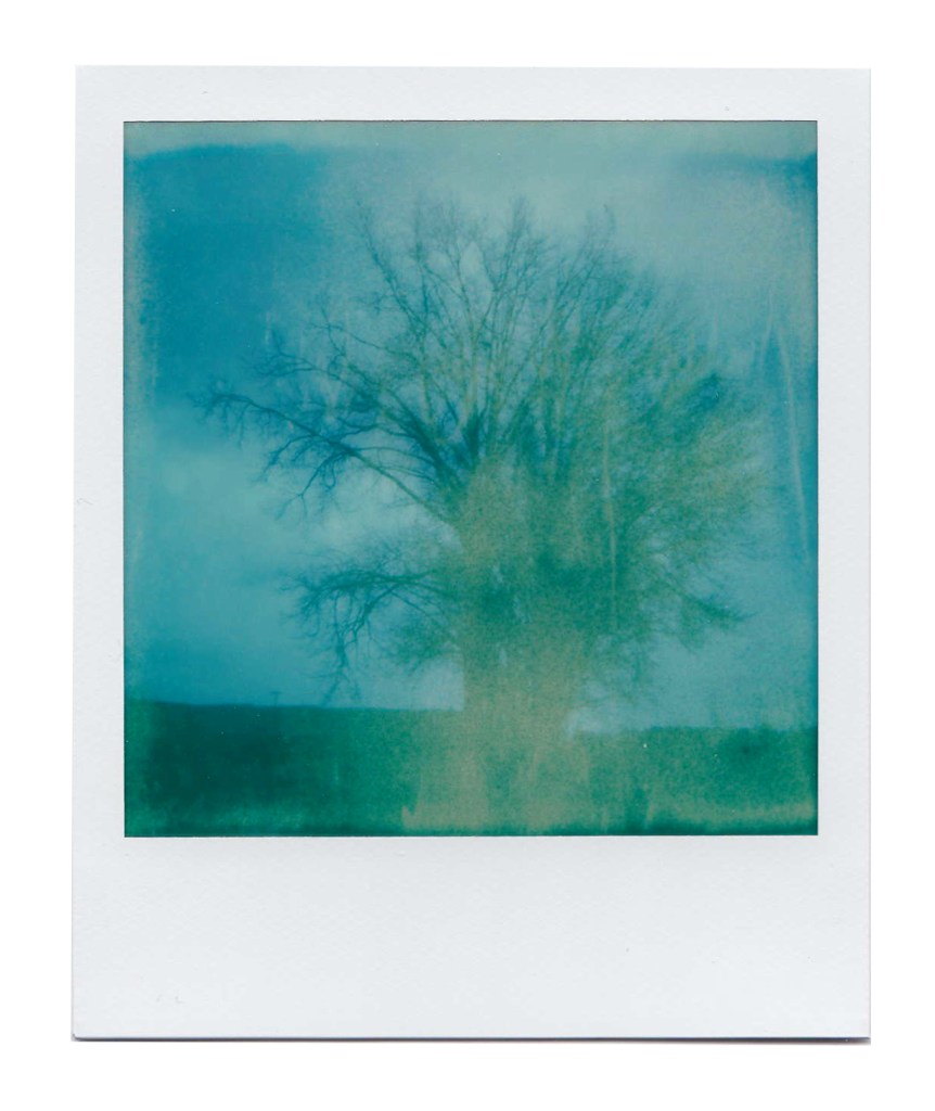 Winter Tree Over Exposure