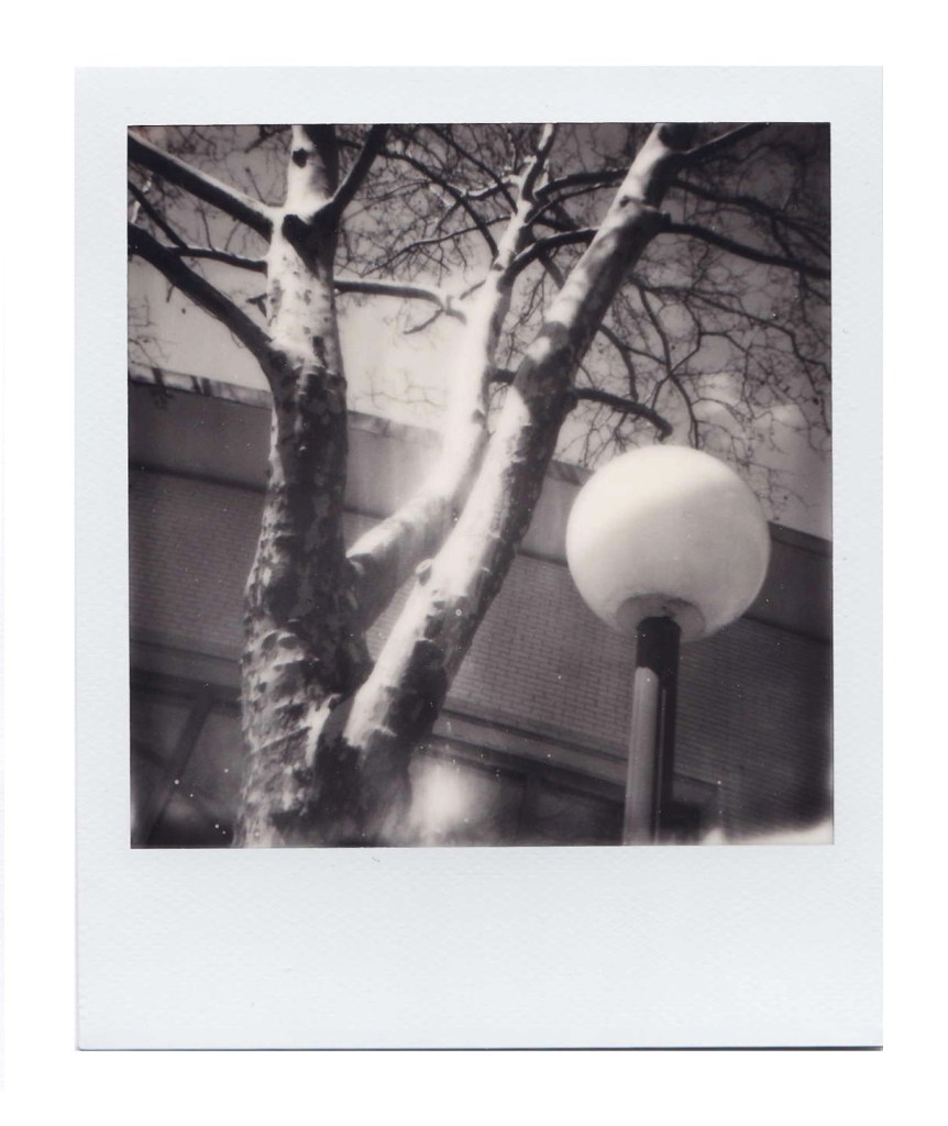 B&W Tree and Light
