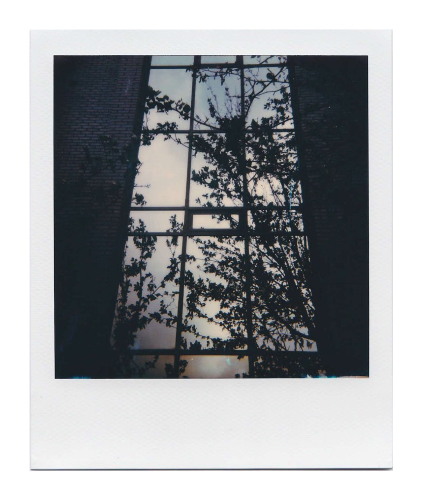 Reflection of a Tree's Silhouette